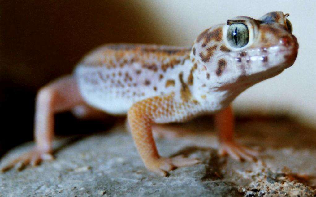 Image of Wonder geckos