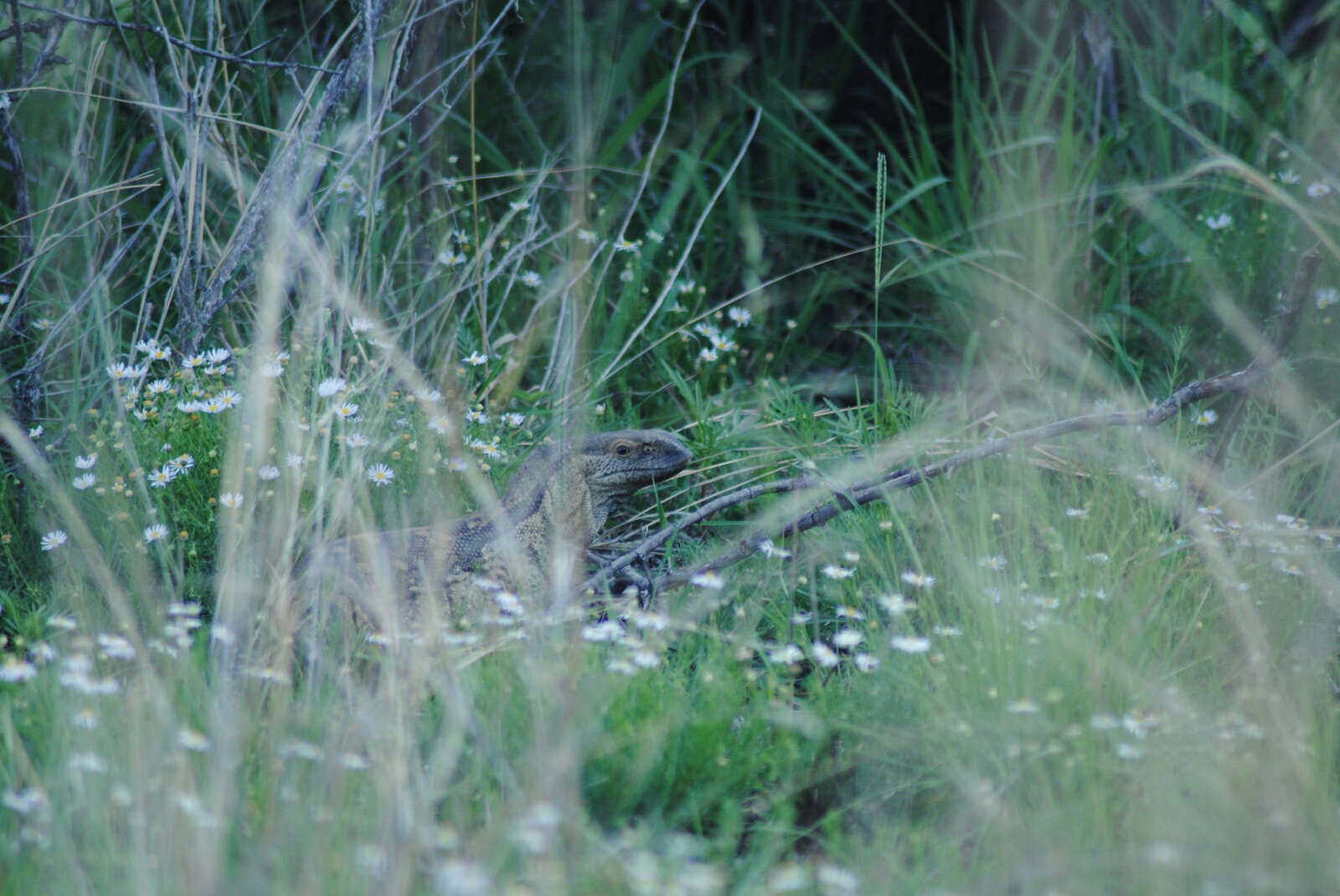 Image of White-throated Monitor