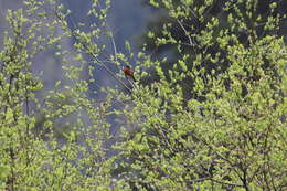 Image of White-throated Redstart