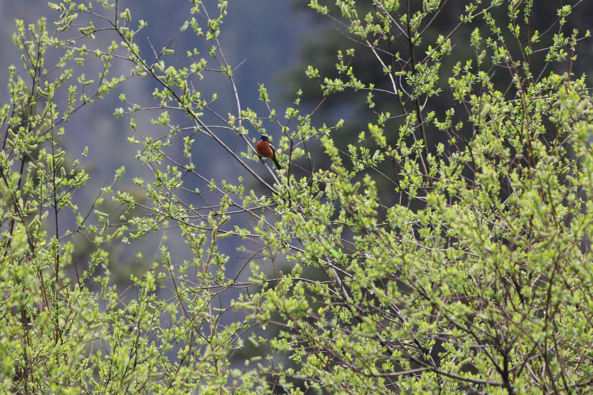 Image of White-throated Redstart