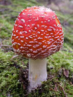 Image of Fly agaric