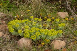 Image of myrtle spurge