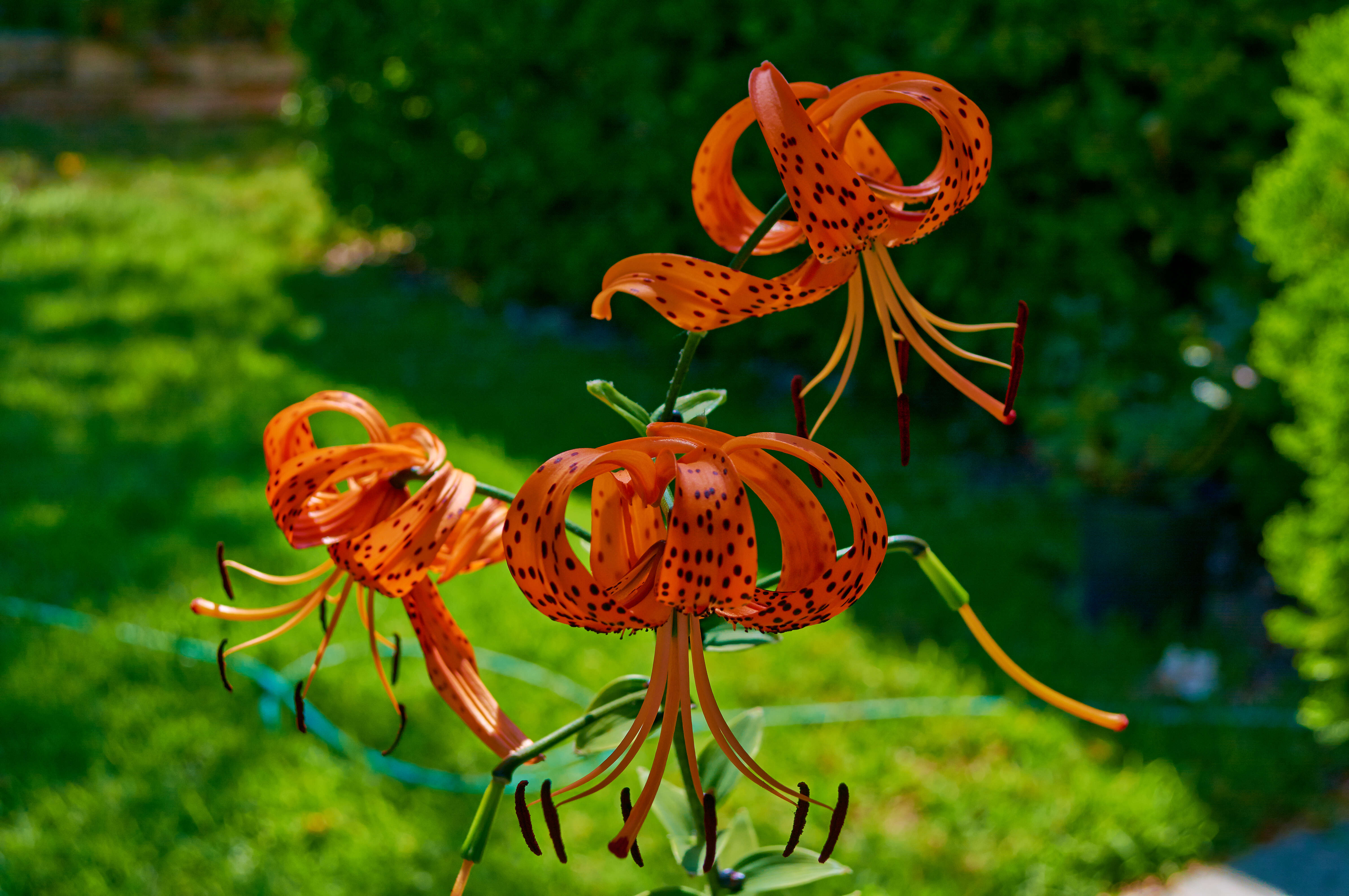 Image of Tiger lily