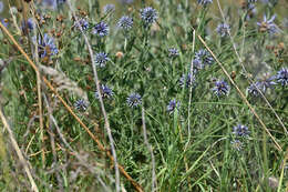 Image of Echinops microcephalus Sibth. & Sm.