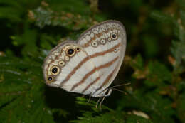 Image of Euptychia mollina Hübner 1816