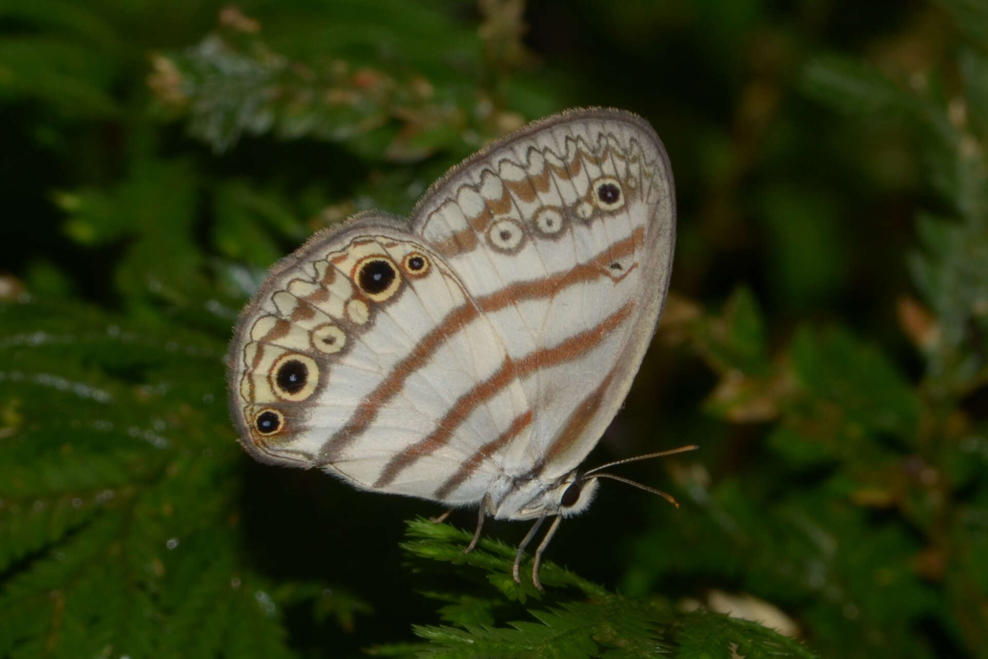 Image of Euptychia mollina Hübner 1816