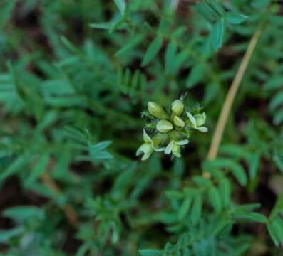 Image of field crazyweed