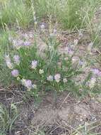 Image of prairie milkvetch