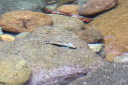 Image of Spotted Algae-eating Goby