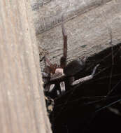 Image of Ground spider