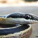 Image of Speckled Sand Snake