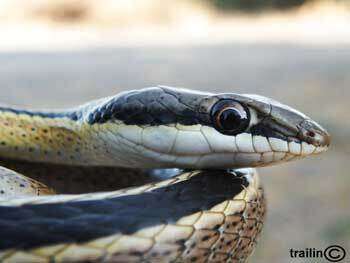 Image of Speckled Sand Snake