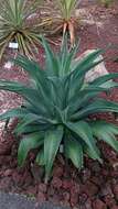 Image of Agave de-meesteriana Jacobi