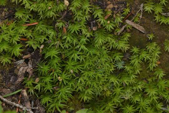 Image of contorted pogonatum moss