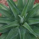 Sivun Agave de-meesteriana Jacobi kuva