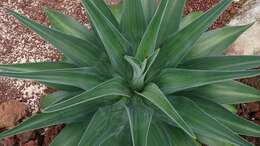 Image of Agave de-meesteriana Jacobi