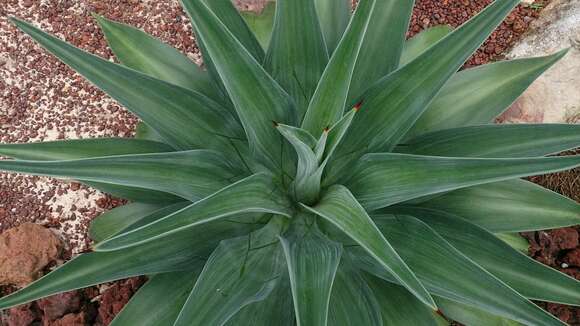 Sivun Agave de-meesteriana Jacobi kuva