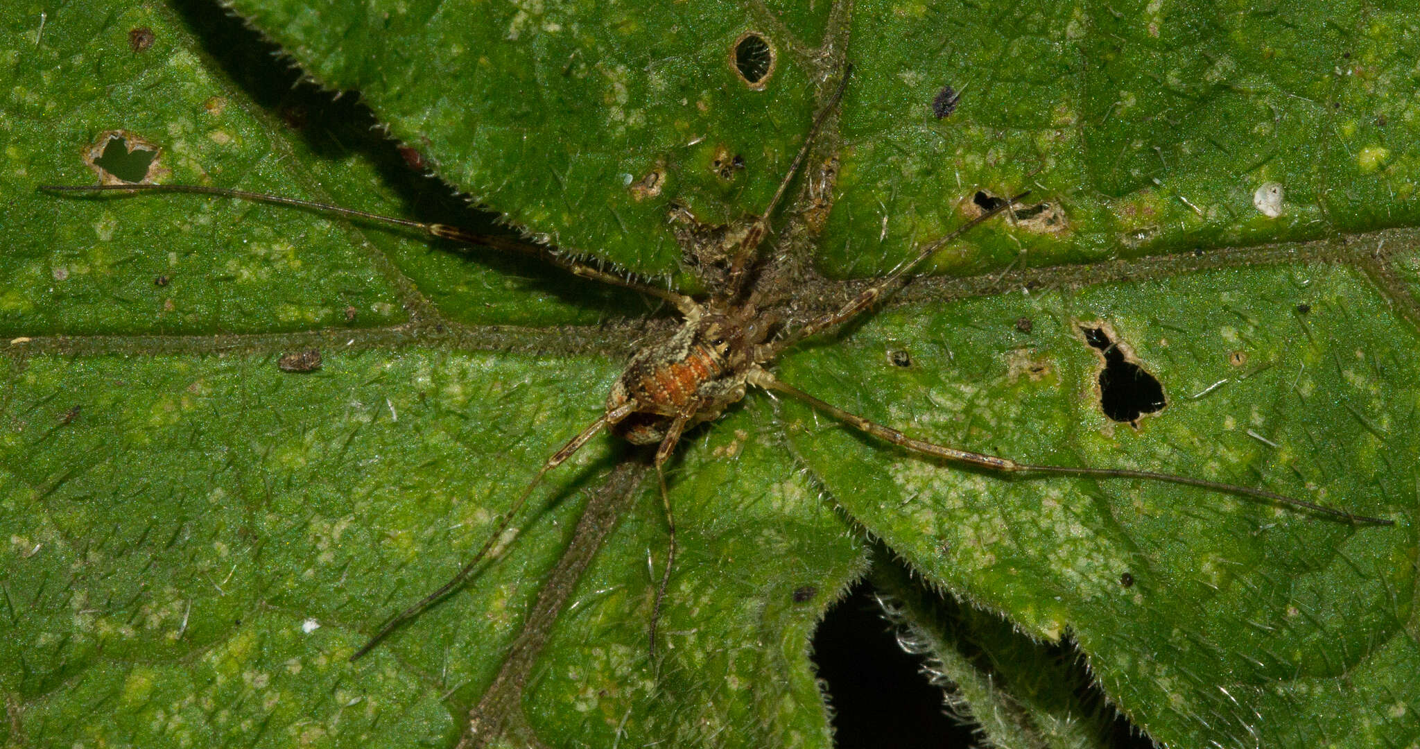 Imagem de Paroligolophus agrestis (Meade 1855)