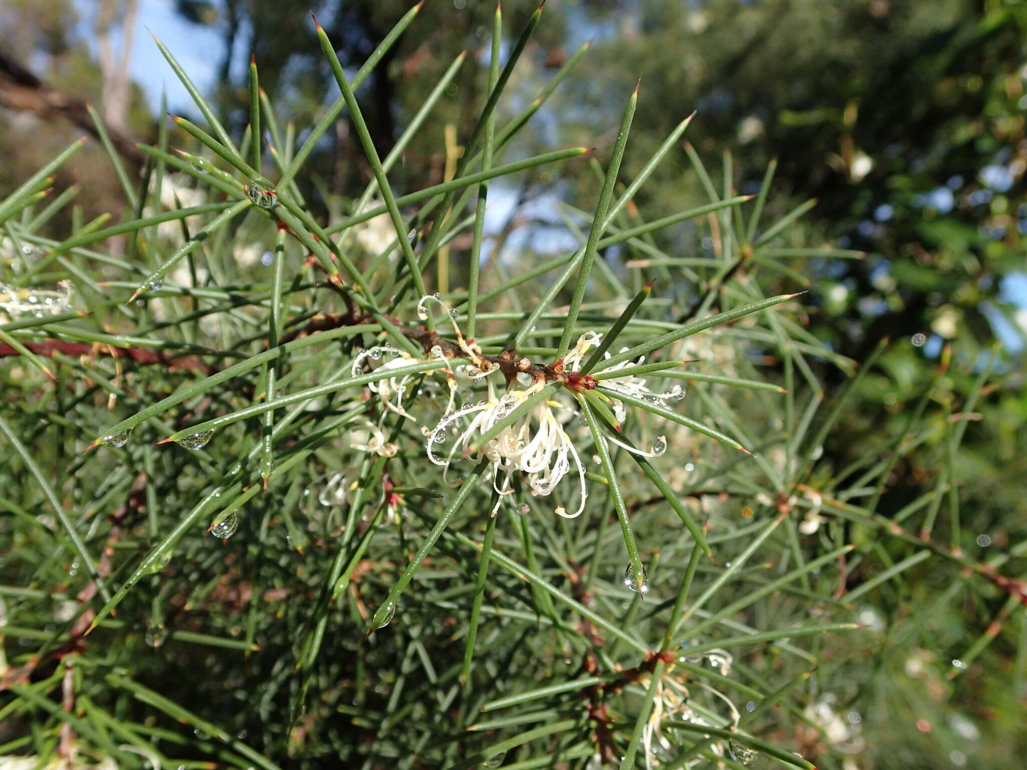 Image of Hakea sericea Schrad. & J. C. Wendl.