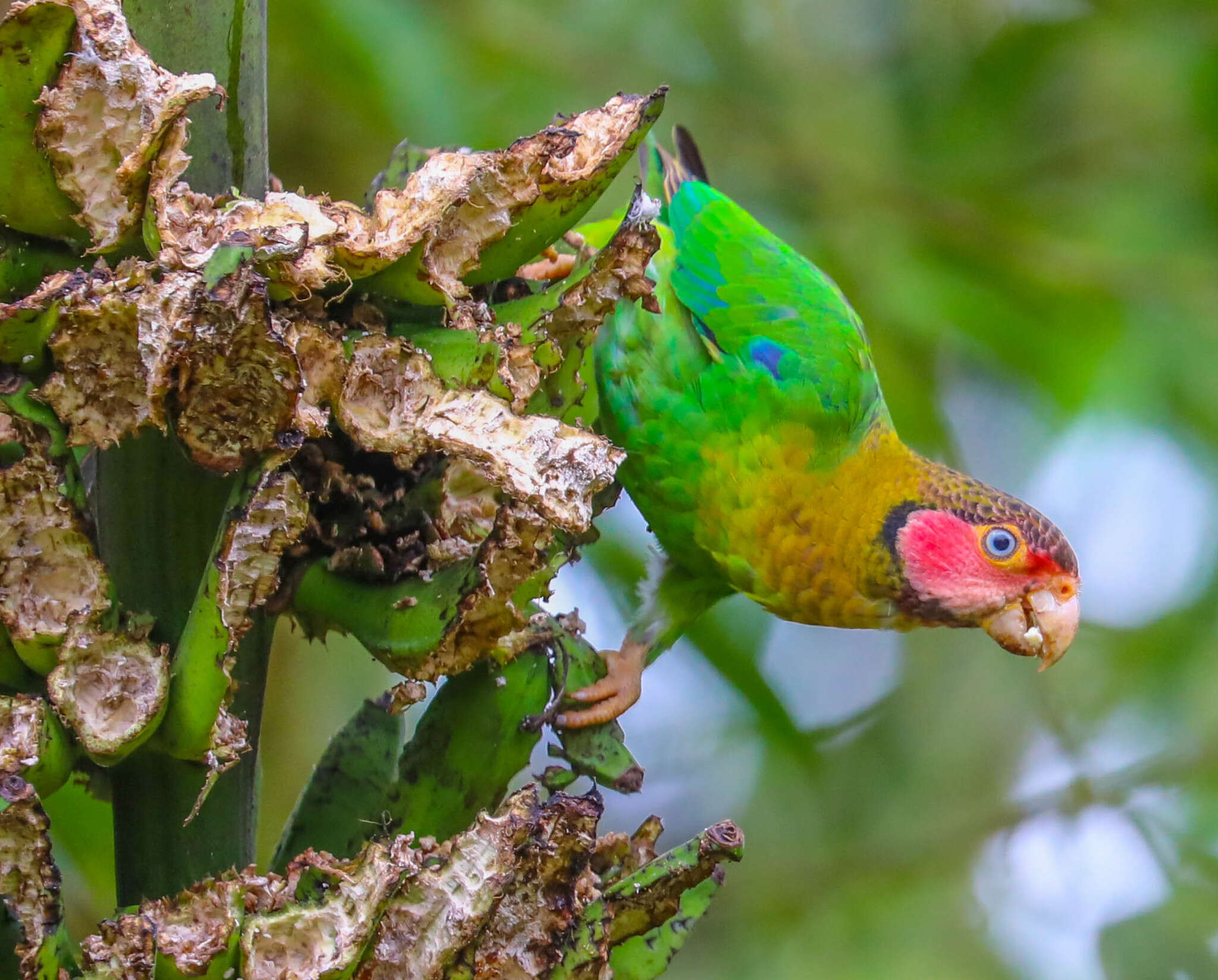 Image of Rose-faced Parrot