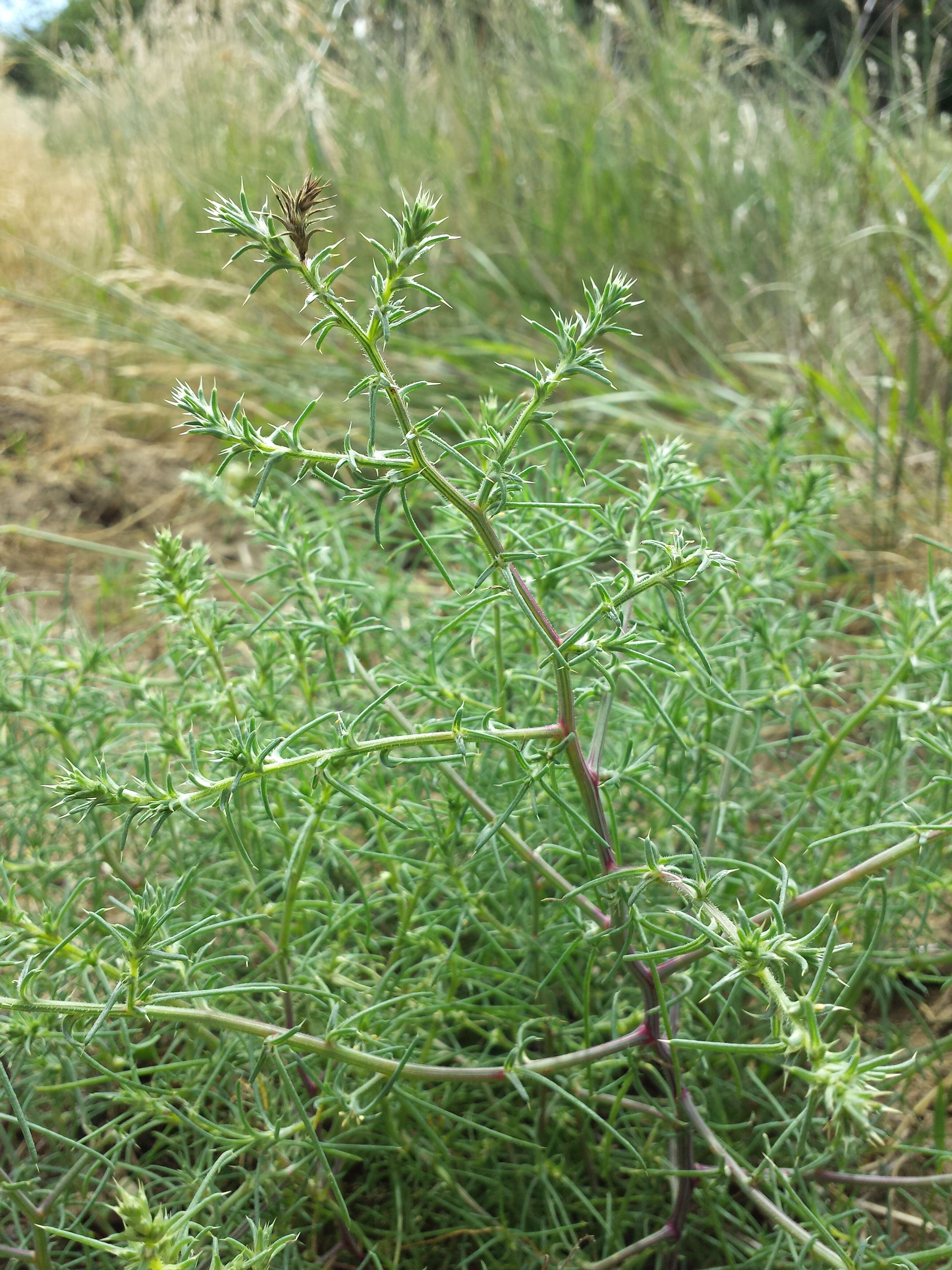 Image of Prickly Russian-Thistle