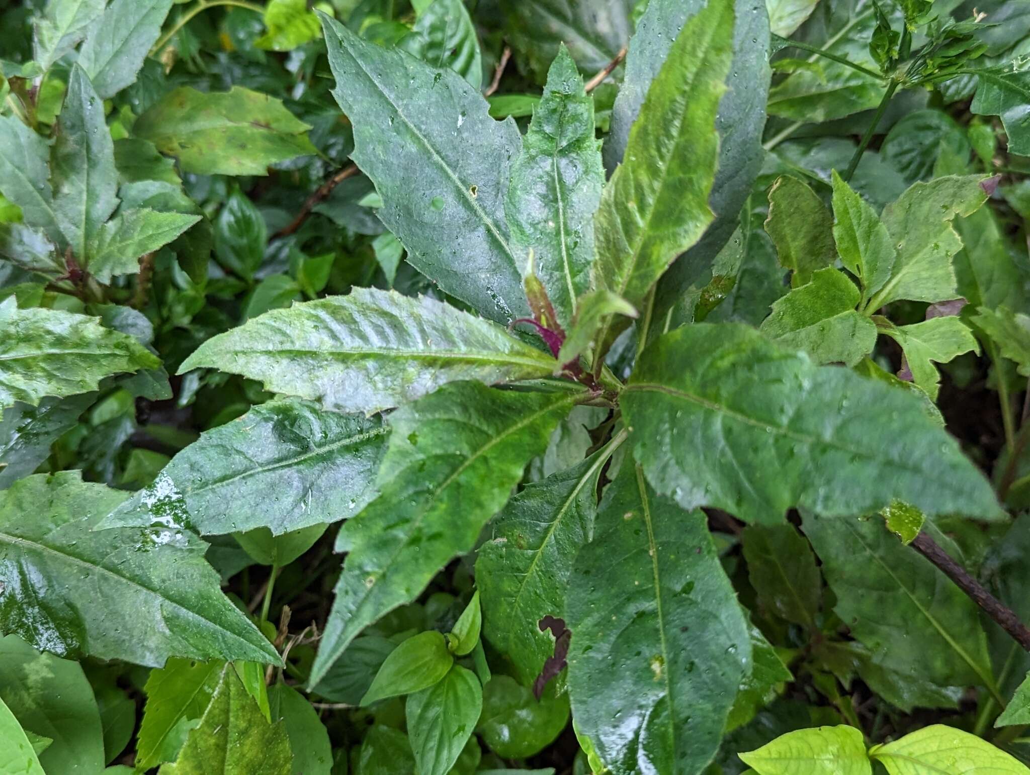 Image of Cineraria hybrids