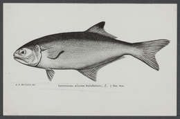 Image of Beach salmon