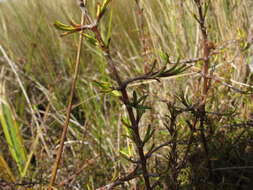 Image of Coprosma elatirioides de Lange & A. S. Markey