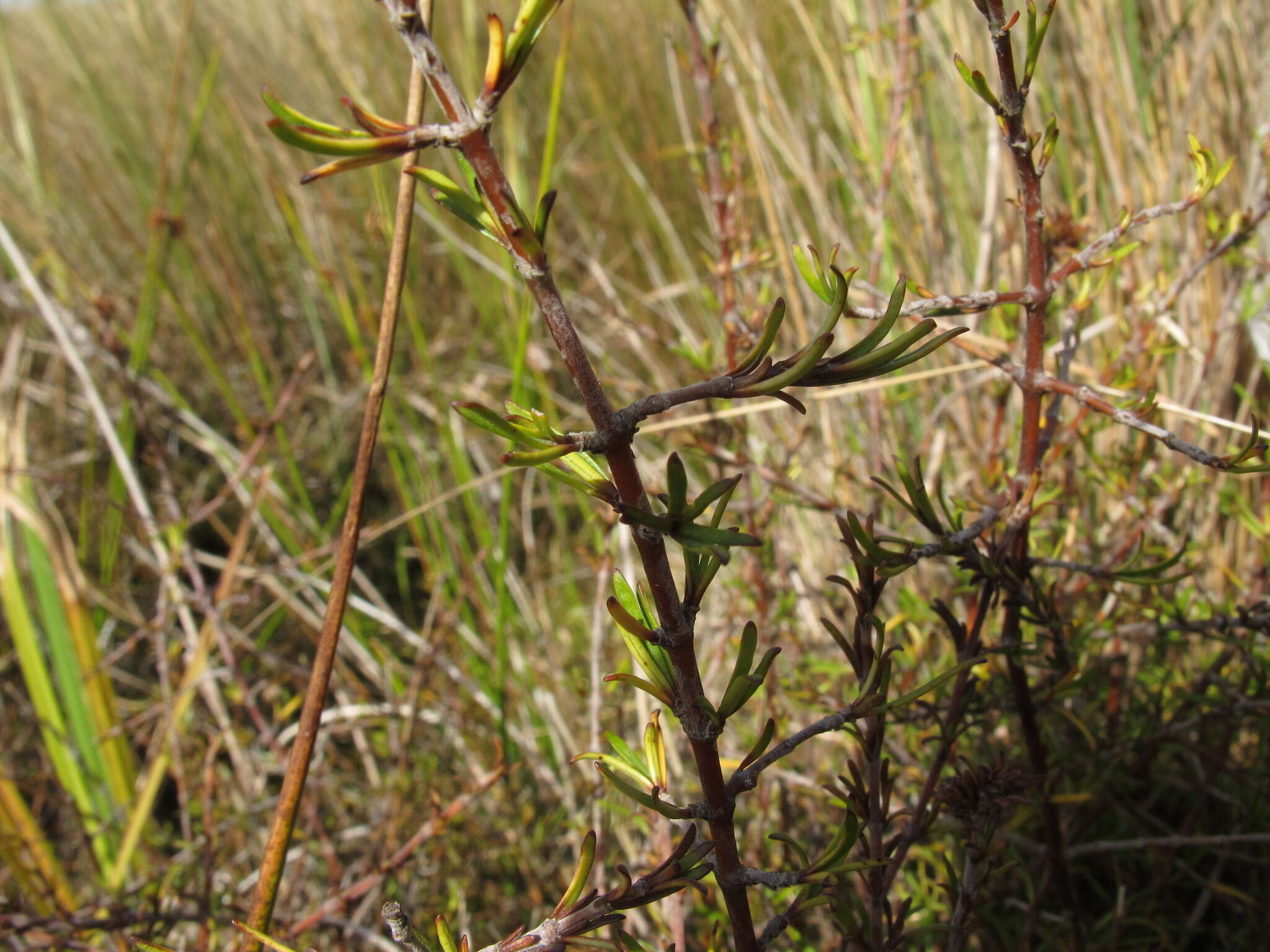 Image of Coprosma elatirioides de Lange & A. S. Markey