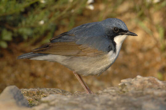 Image of Cyanoptila Blyth 1847