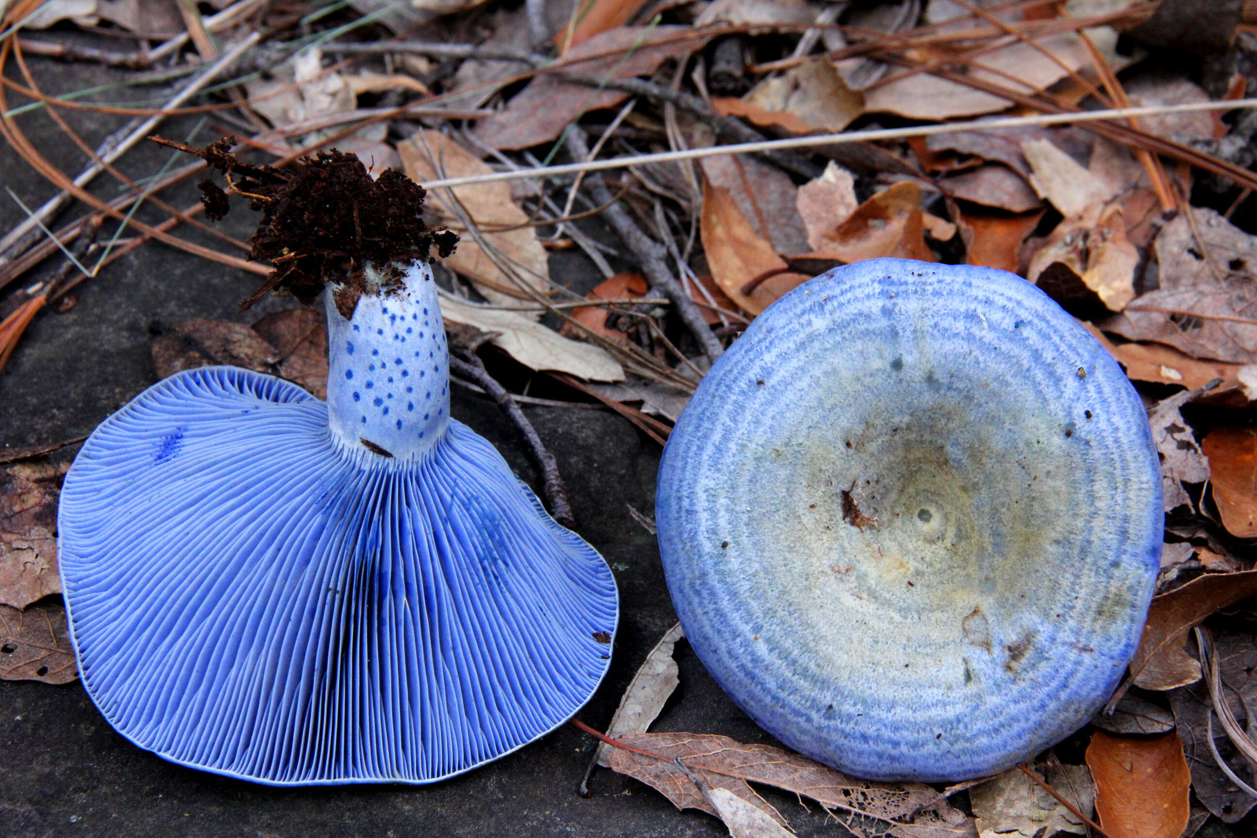 Lactarius indigo (Schwein.) Fr. 1838 resmi