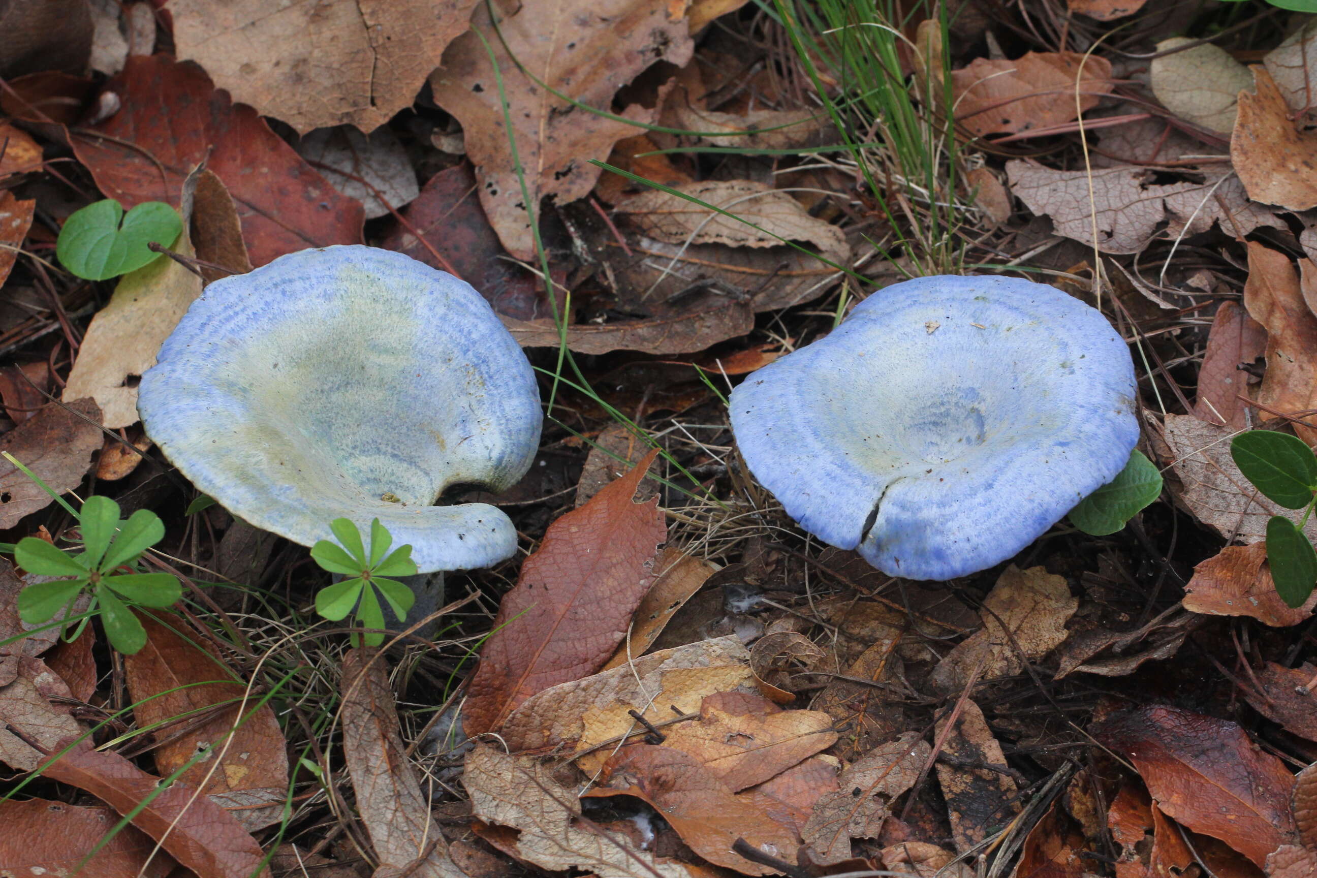 Lactarius indigo (Schwein.) Fr. 1838 resmi