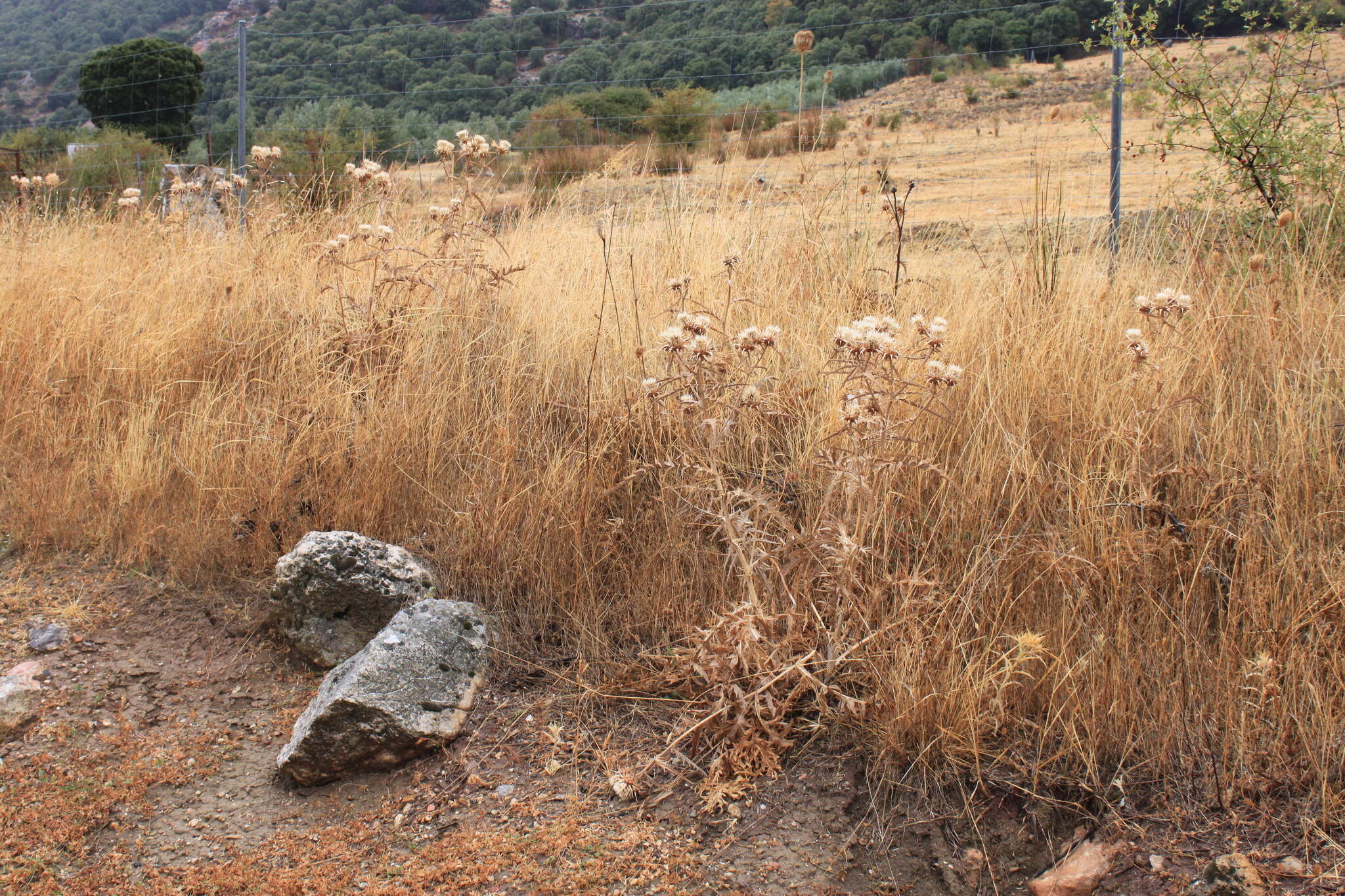 Cynara baetica subsp. baetica的圖片