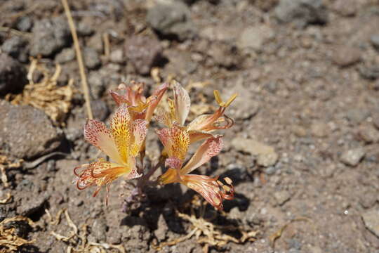 Image of Alstroemeria achirae Muñoz-Schick & Brinck