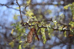 Plancia ëd Ebenopsis caesalpinioides (Standl.) Britton & Rose