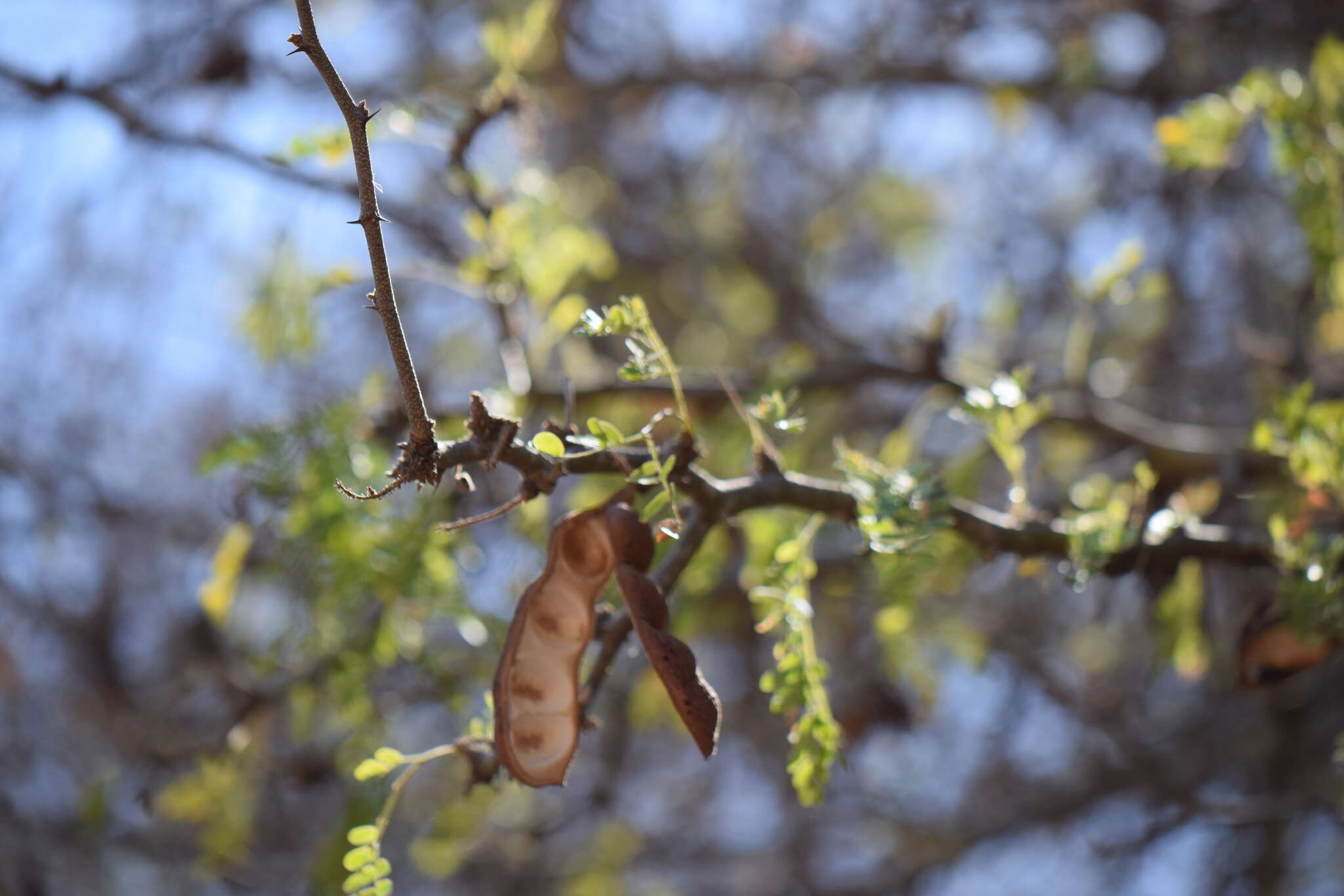 Image of Ebenopsis caesalpinioides (Standl.) Britton & Rose