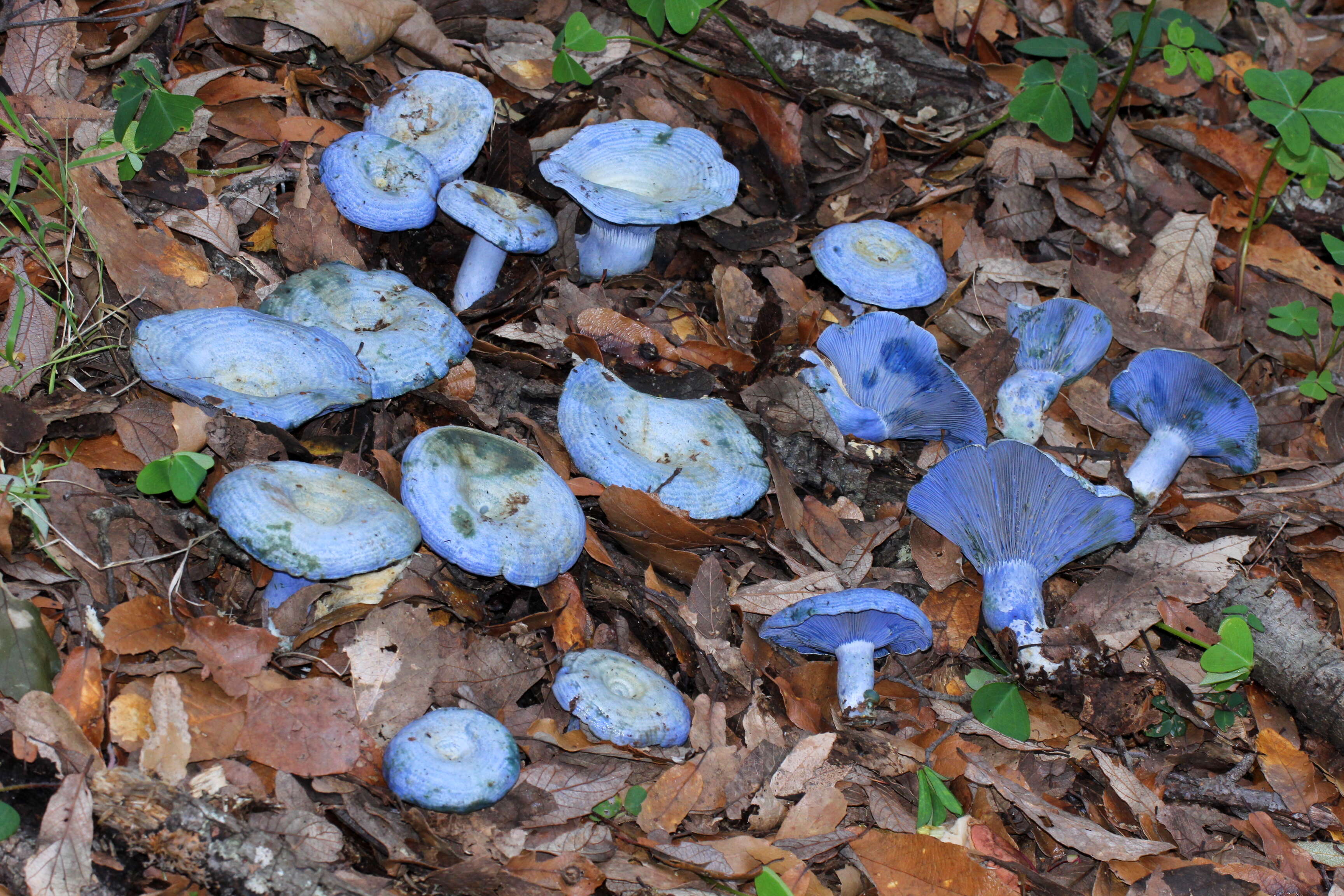 Lactarius indigo (Schwein.) Fr. 1838 resmi