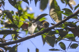 Image of Helmeted Pygmy Tyrant