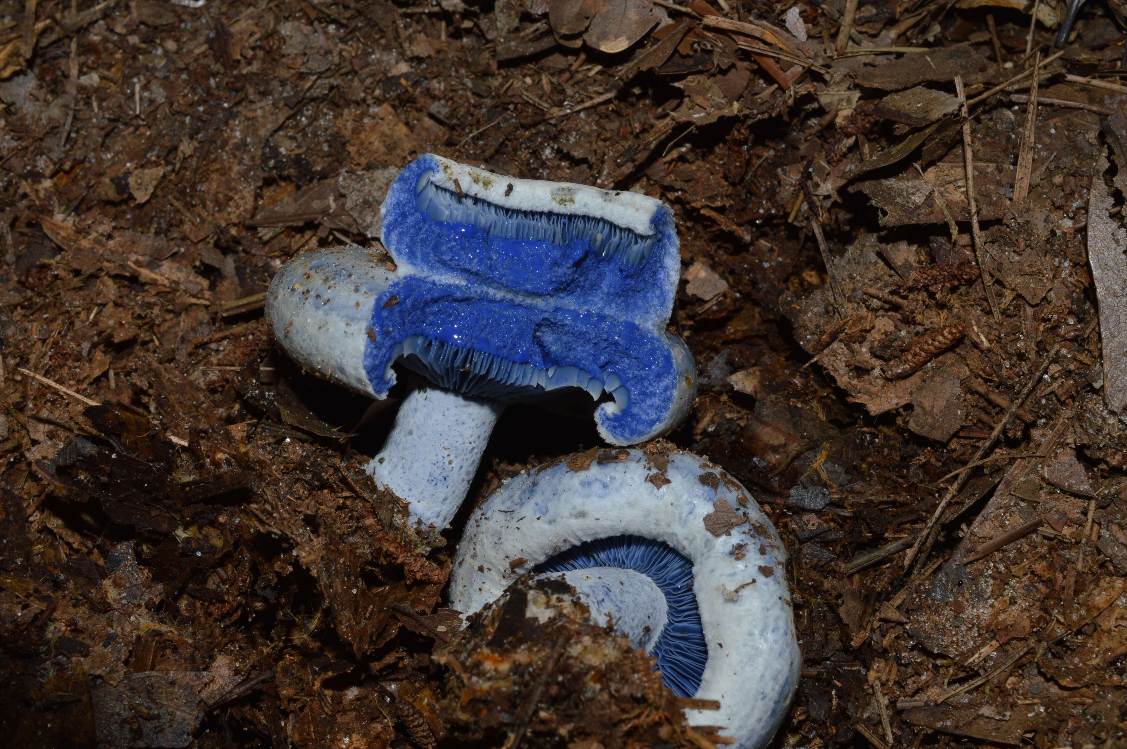 Lactarius indigo (Schwein.) Fr. 1838 resmi