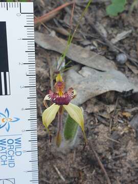 Image of Dainty spider orchid