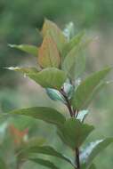 Image of Ficus neriifolia Smith