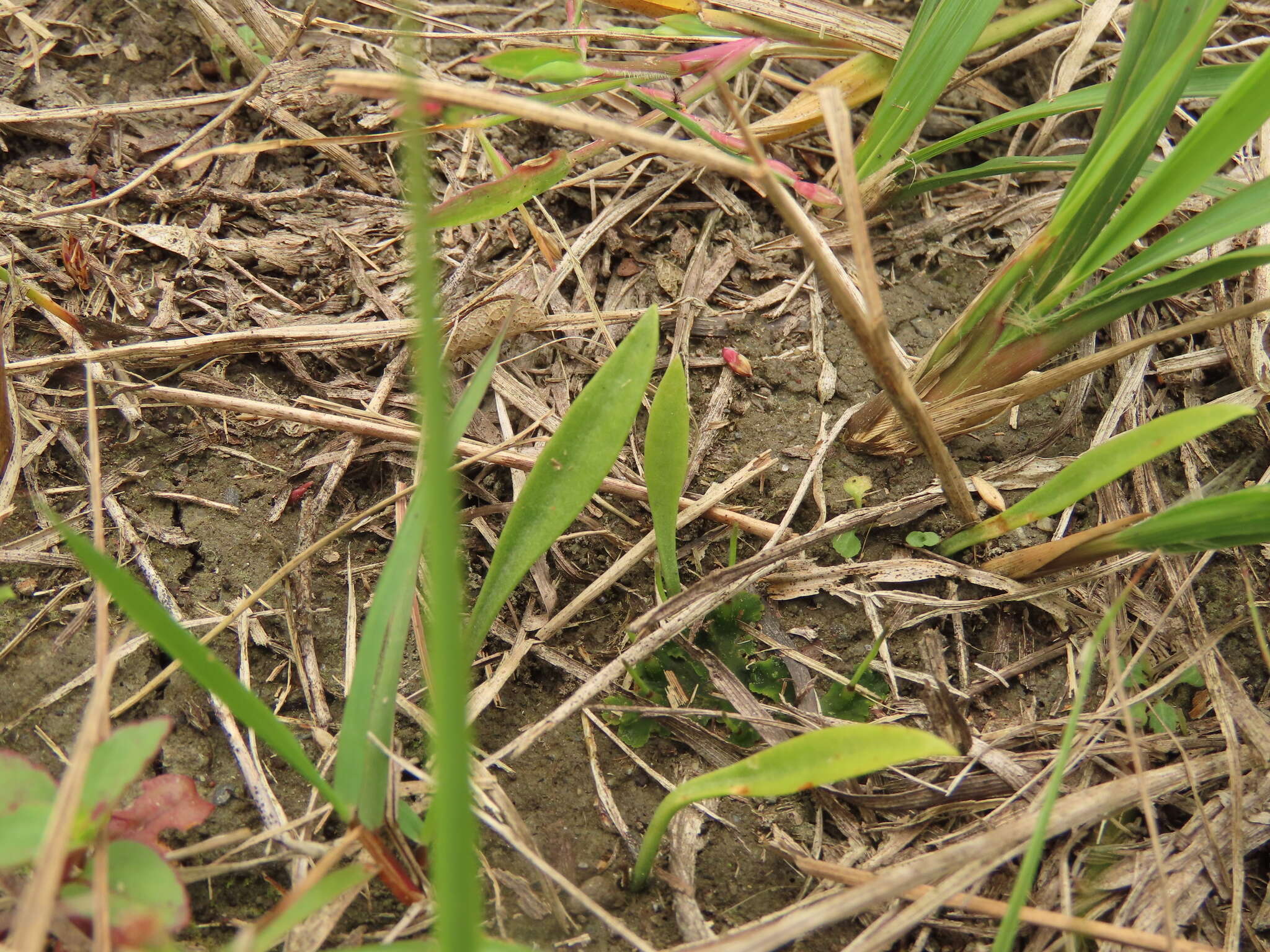 Imagem de Ophioglossum thermale Komarov