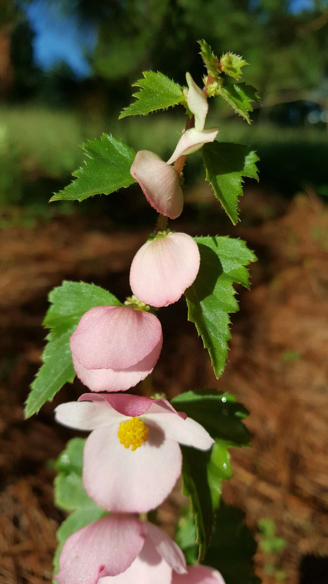 Слика од Begonia gracilis Kunth