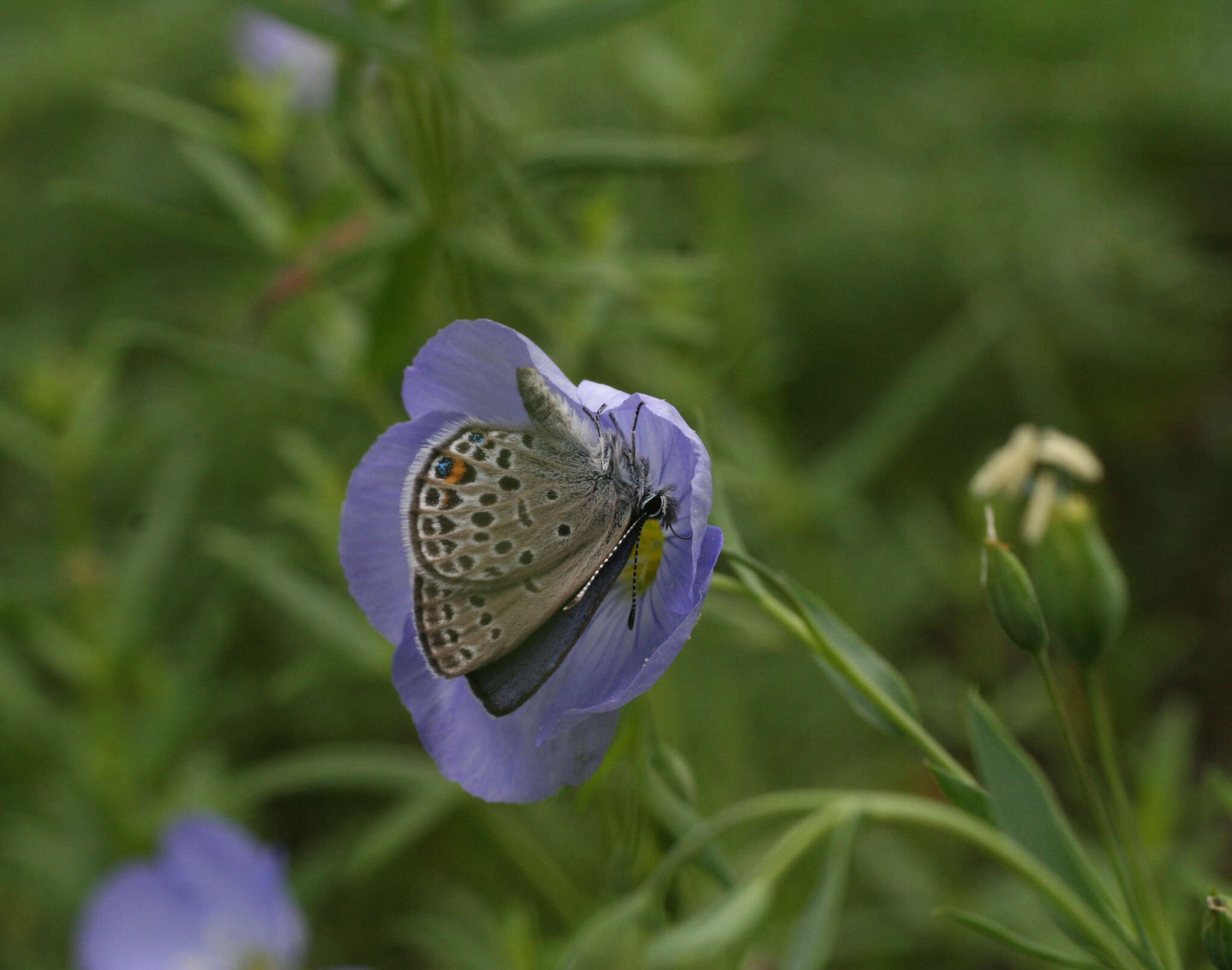 Imagem de Linum komarovii Juz.