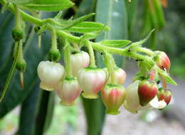 Imagem de Arbutus canariensis Duham.