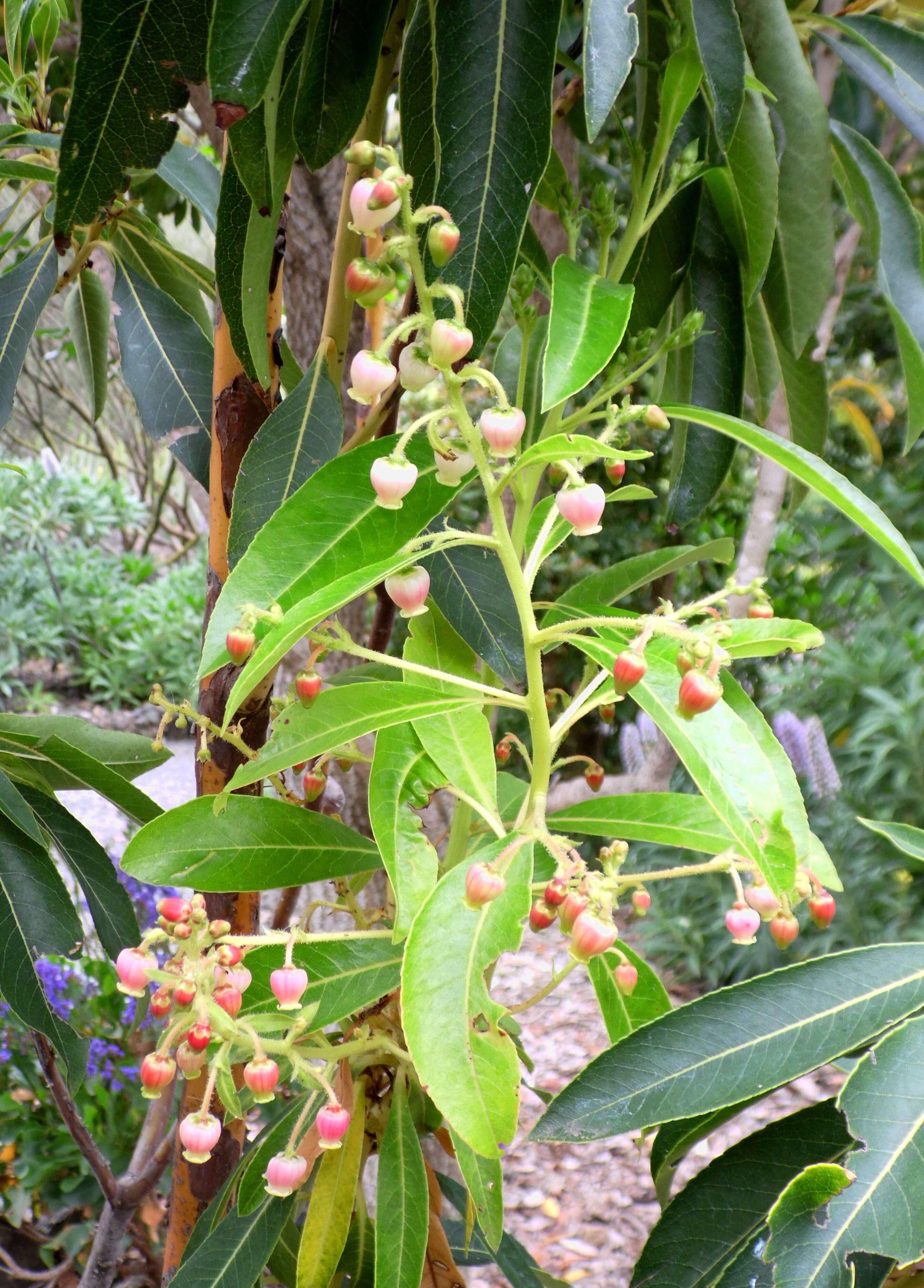 Imagem de Arbutus canariensis Duham.