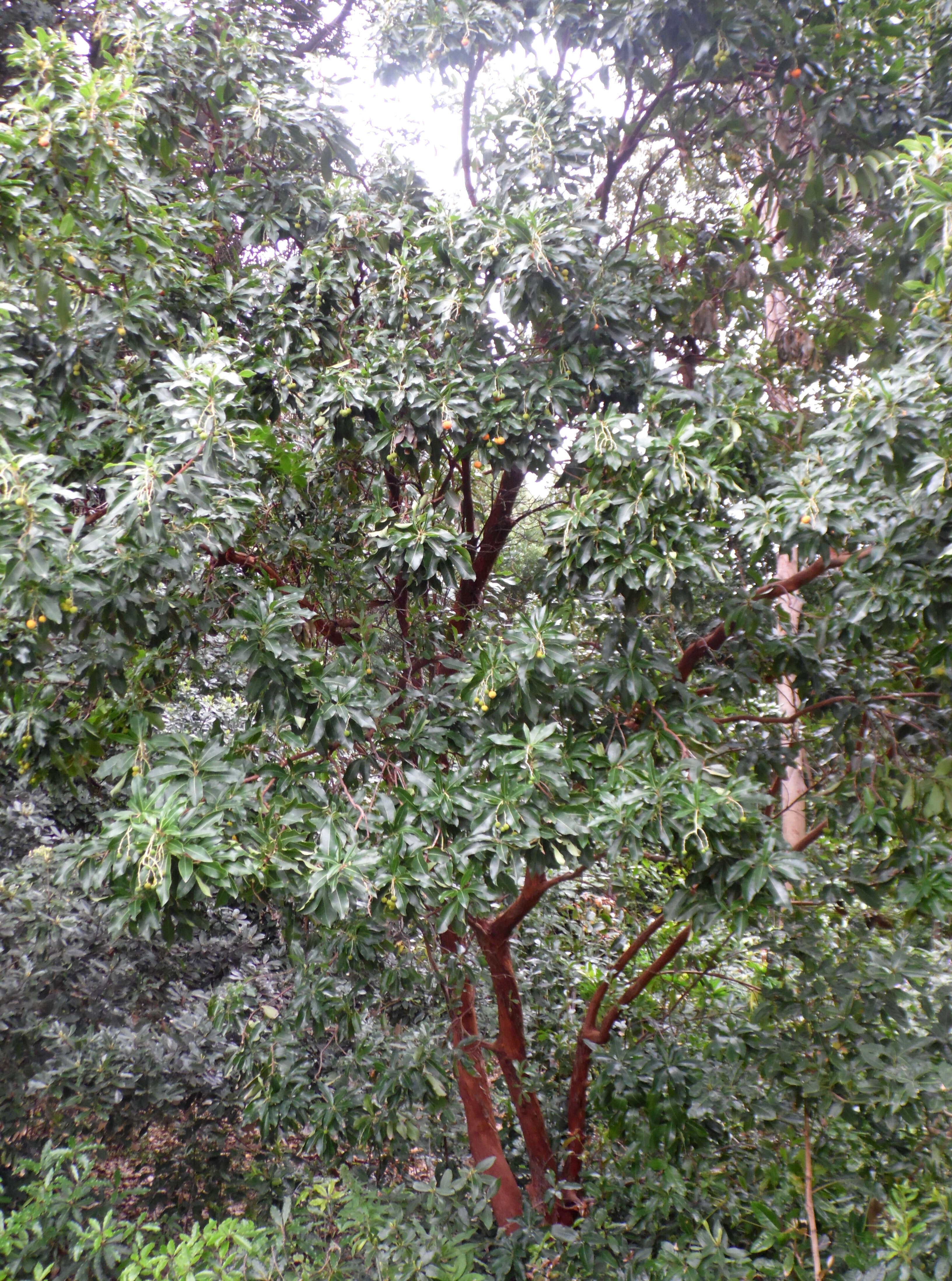 Imagem de Arbutus canariensis Duham.