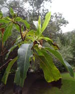 Imagem de Arbutus canariensis Duham.