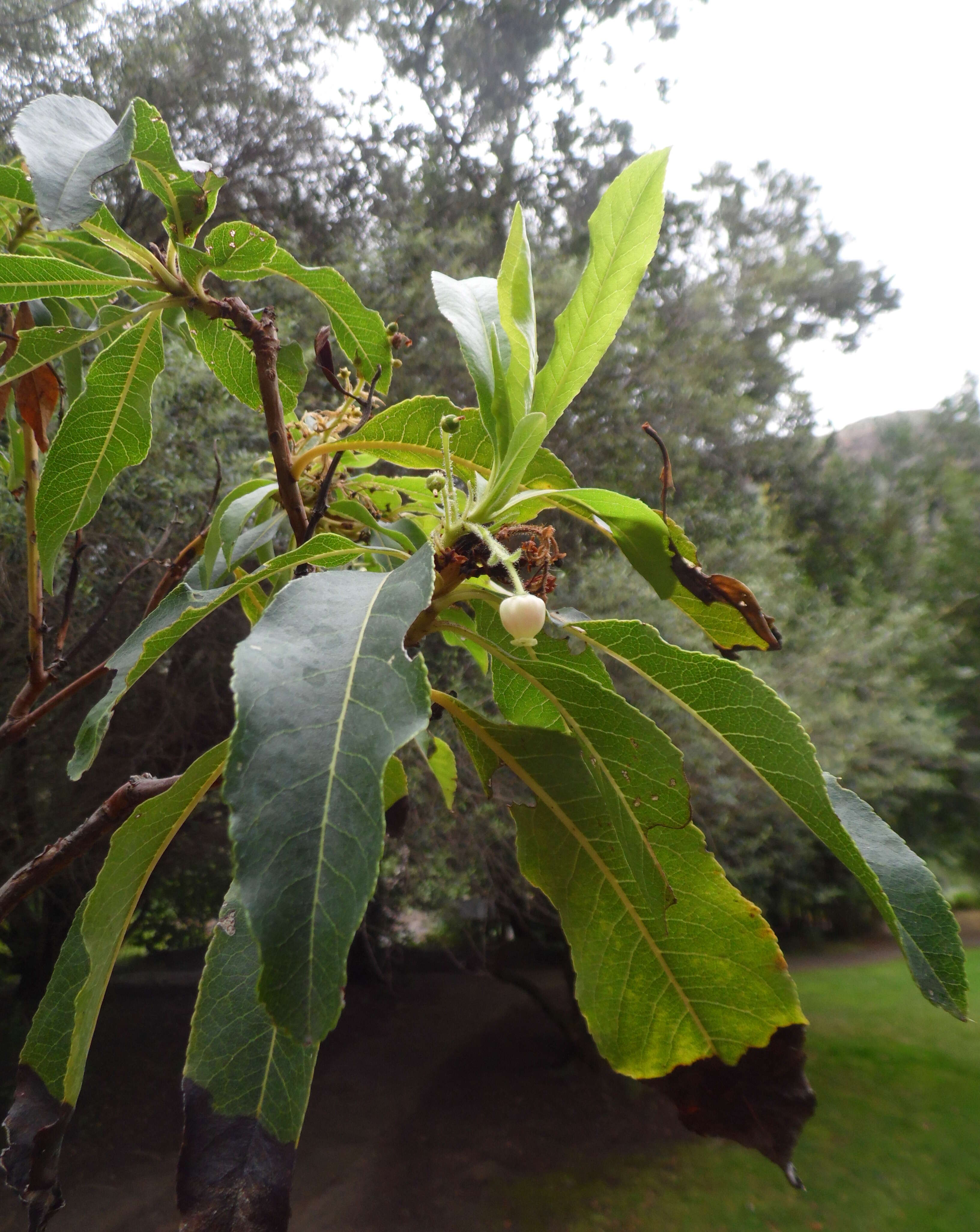 Imagem de Arbutus canariensis Duham.