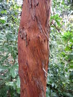 Imagem de Arbutus canariensis Duham.